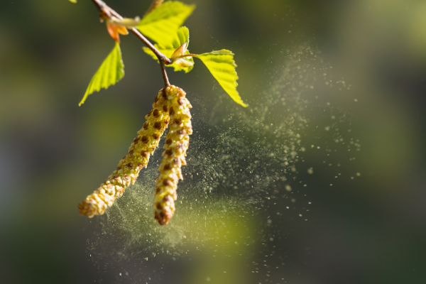 Châtons d'aulne libérant le pollen qui sera transporté par le vent © Igor Klyakhin / Shutterstock